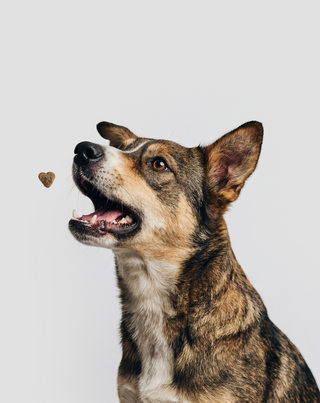 Probiotics for dogs допълваща храна за кучета за храносмилане, храносмилателна система и имунитет Oggo 180 g - 3