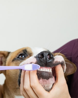 Паста за кучешки зъби кокос-банан неутрализира миризмата и отстранява камъка Auna For Fauna 30 ml